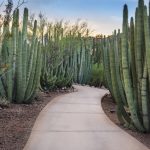 Walkway through a forest of Organ Pipe (Stenocereus thurberi) Cactus plants in Phoenix Arizona.